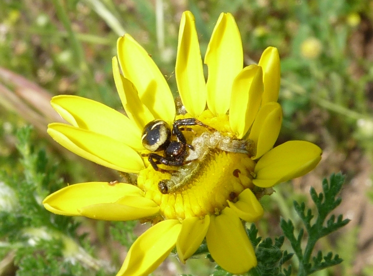 Sinaema con preda insolita (bruco).